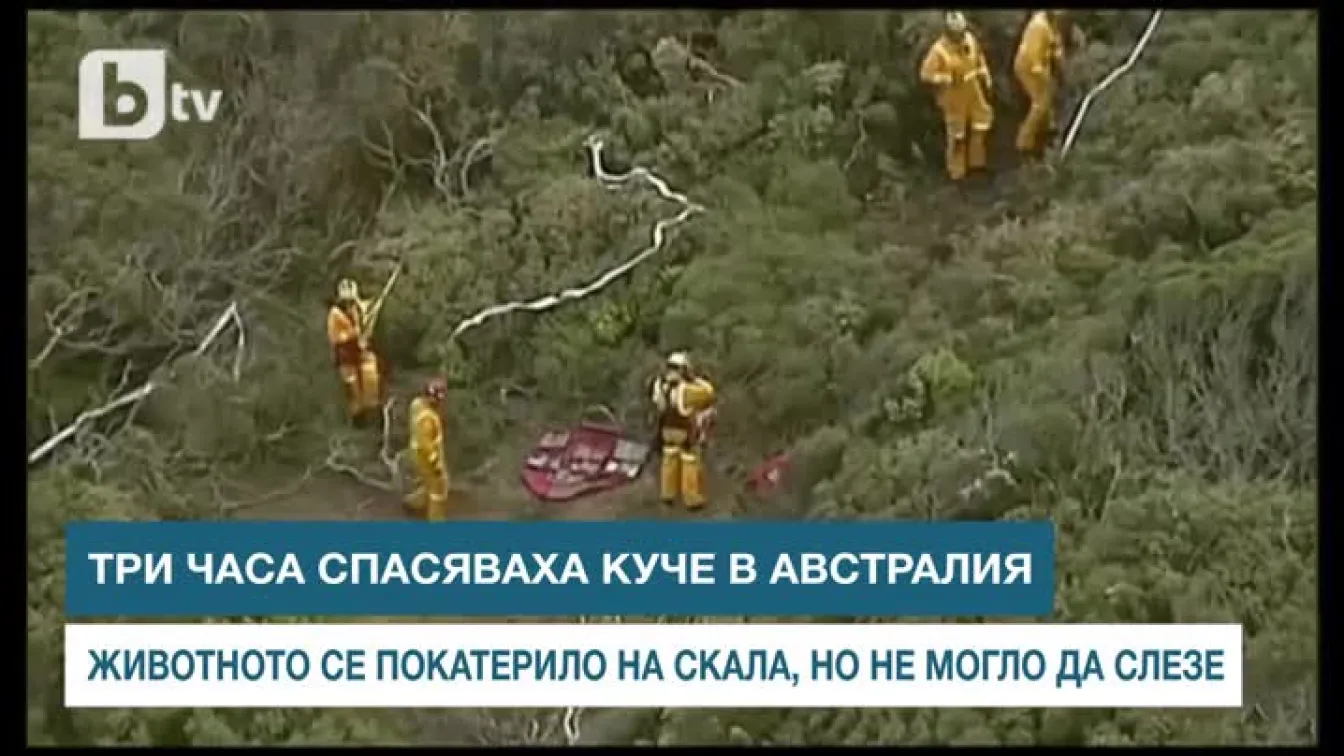 Три часа спасяваха куче, заседнало на отвесна скала в Австралия (ВИДЕО)
