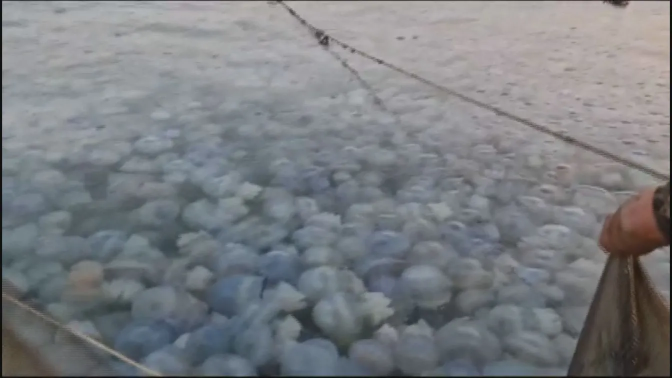 Нашествие на медузи в Черно море (ВИДЕО)