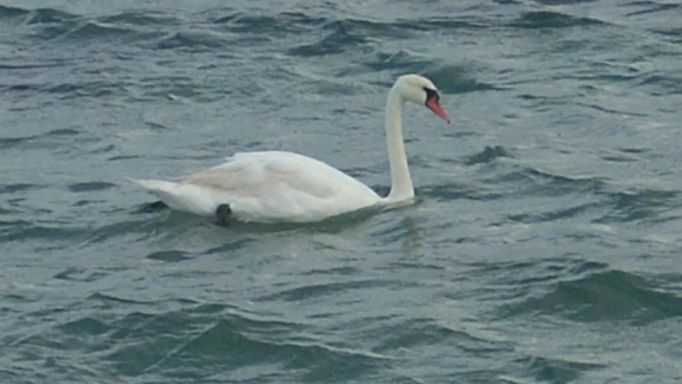 Лебед в Черно море