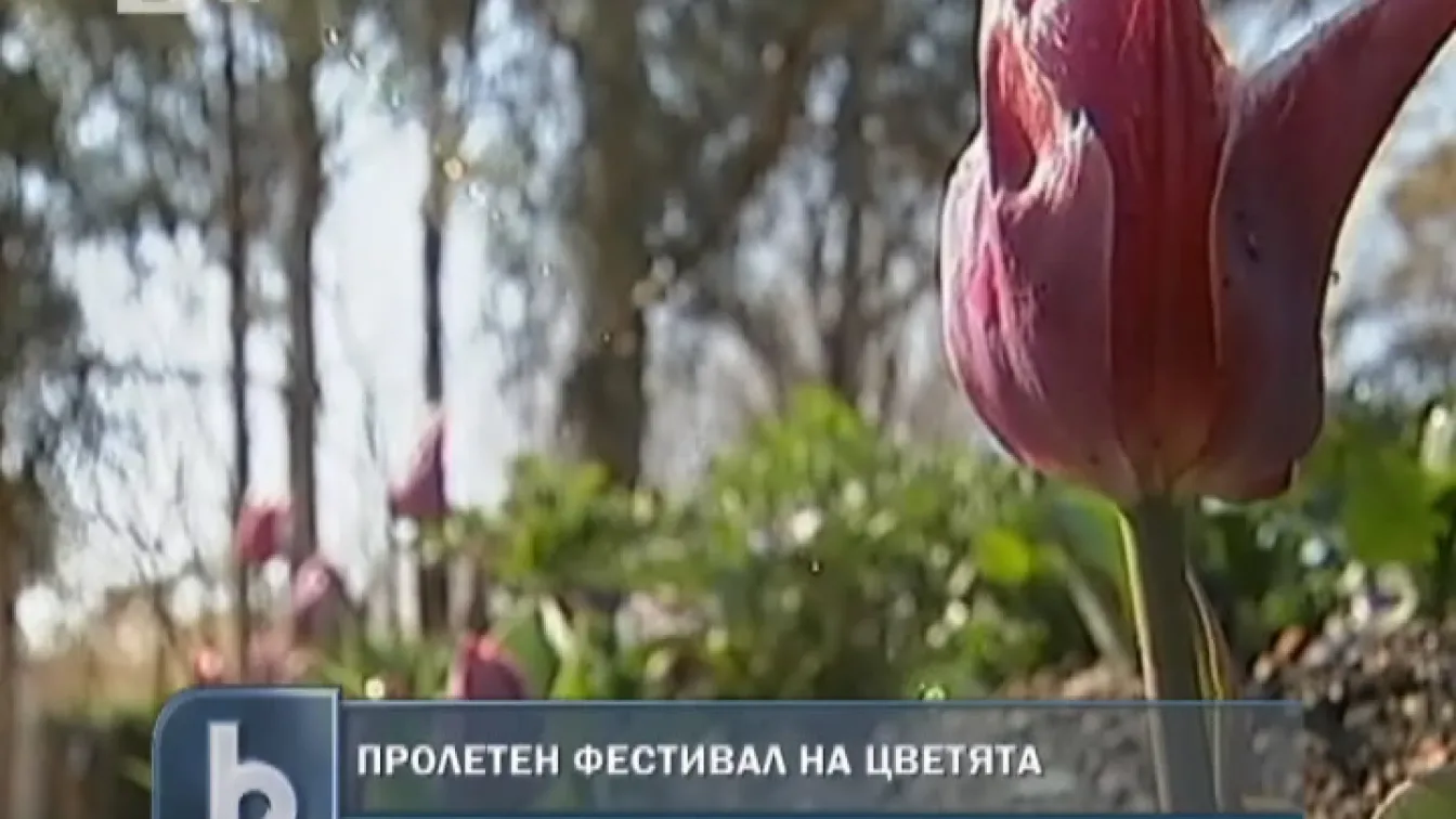 Пролетен фестивал на цветята в Австралия