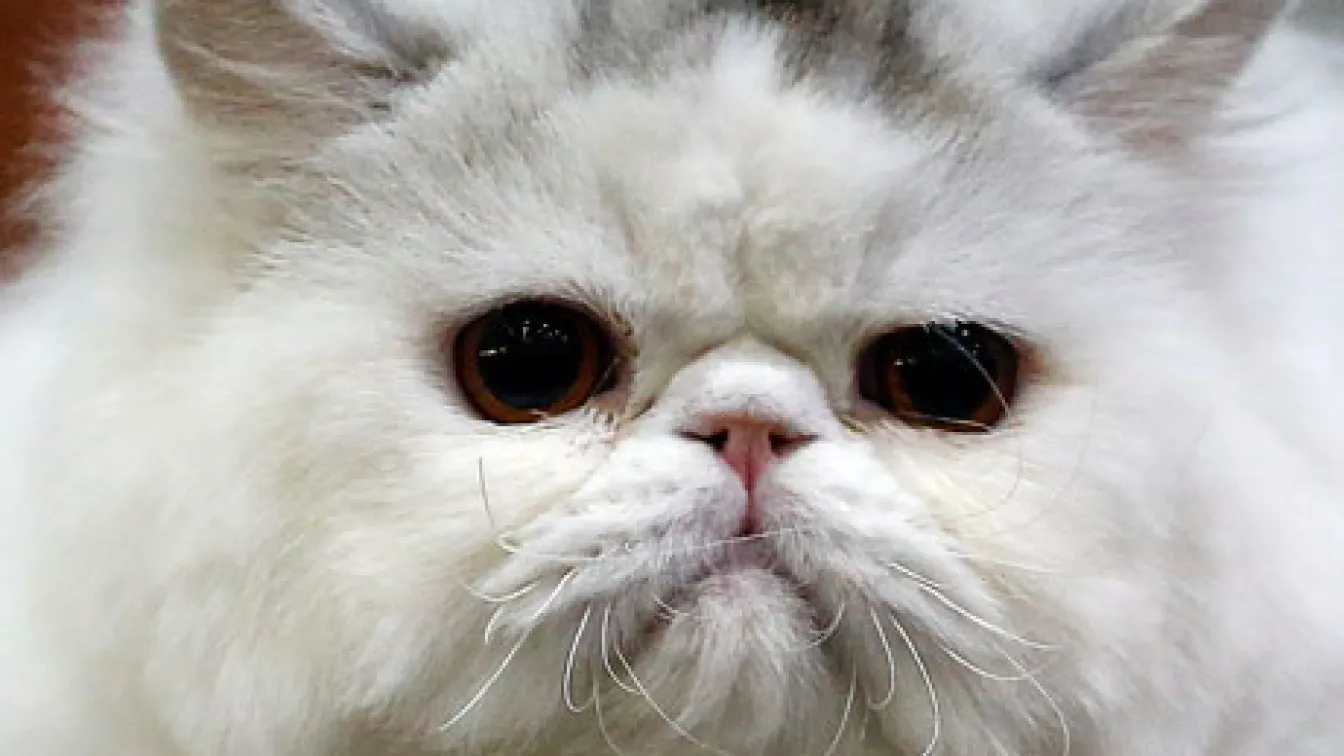 Следващият ирански космонавт ще е персийска котка