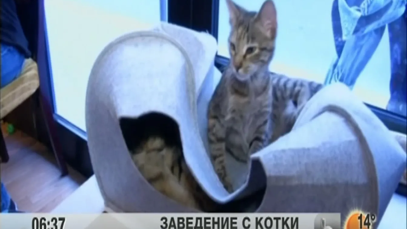 Мър-мър
