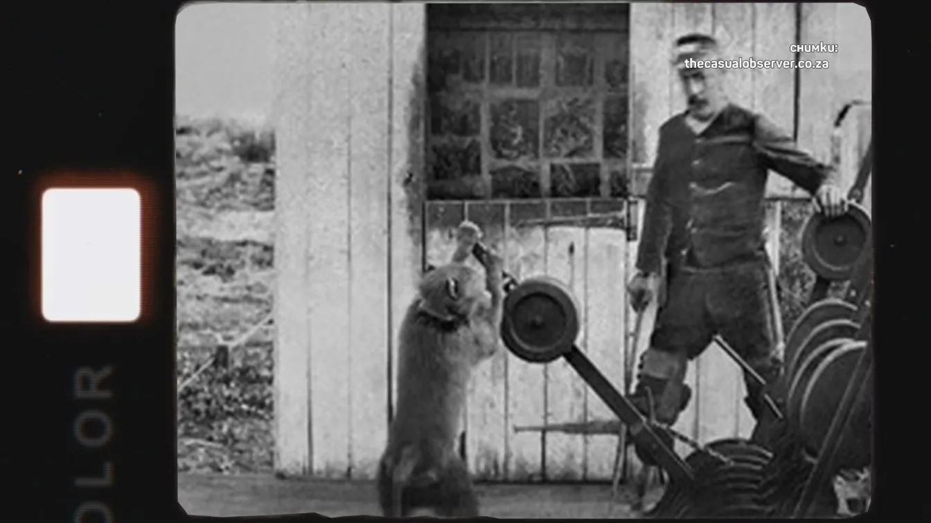 Сменя стрелки и сигнализира за идващи влакове: Как един бабуин се превръща в служител на месеца?