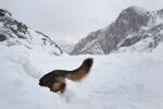 Лавините тип „дъски“ са най-опасни и се отсичат перпендикулярно на склона