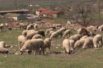 След напрежението в Ямболско, евтаназията на животни продължава (ОБЗОР)