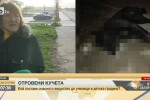 Жители на Перник са притеснени от отровени кучета в кв. „Тева”