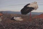 В гнездото на двойка щъркели в с. Драгушиново вече има яйце