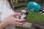 Преброяване на врабчетата: Как можем да се включим?