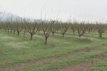 Протест заради измръзналите овошки: Стопаните търпят огромни загуби