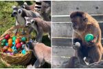 Великденска радост в бургаския зоопарк: Животните празнуват с шарени изненади