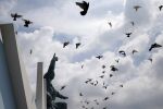  Учени: Черният дроб на гълъбите може да служи като компас при полетите им