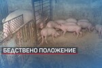 Дават по 300 лв. на стопаните, които доброволно умъртвят прасетата си