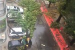 Голямо дърво падна върху коли във Варна (СНИМКИ и ВИДЕО)