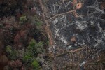 Пожарите в Амазония: 8 начина да спасим дъждовната гора