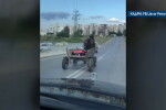 Пътен куриоз: Конска каруца автопилот влезе в насрещното