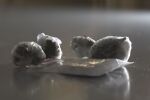 Наркотици, пари и арести: Нови схеми за продажба на наркотици