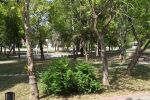 „Направо се вцепених“: Мъж срещна мечка в парк в Троян