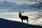 Ловци се състезават във възпроизвеждане на еленски звуци