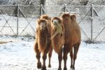 Камили в снега: Животните в Софийския зоопарк се радват на зимата   