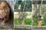 Трагедия в зоопарк: Лъвица разкъса младеж, осмелил се да влезе в клетката ѝ