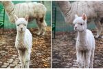 Бебето Инди – най-новото попълнение в семейството на алпаките в столичния зоопарк