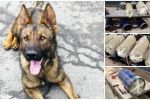 Кучето Бояр откри 70 кг марихуана за над 1 млн. лв. в 8 газови бутилки на две коли (СНИМКИ)