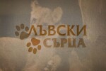 bTV Репортерите: Лъвски сърца