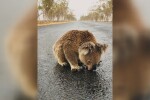 Прежадняла коала пие вода от пътя (ВИДЕО)