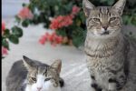 Получавате безплатна стая, закуска и комунални услуги на гръцки остров, ако се грижите за котките му