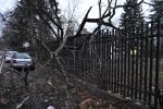 Дърво падна върху оградата на детска градина в София (СНИМКИ)