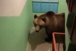 „Явно ще закъснея за работа“: Мечка влезе в жилищна сграда в Русия (ВИДЕО)