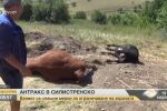 Зараза от антракс е обявена в община Ситово