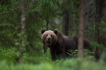 Мечки нападат стопанства и животни в Смолянско