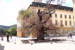 Старият бряст в Сливен умира