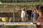 В Болярово искат и независима лаборатория да се произнесе има ли чума