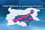 В засегнатите от чумата области: Санкции от 150 до 1000 лв. за стопаните, които не умъртвят прасетата си