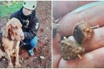 Италианското куче Бруно, което спасява хора, беше убито с наденички, пълни с пирони 