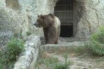 Мечка излиза от пещерата си в зоопарка в Плевен и се разхожда по алеите за посетители