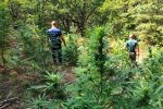 Гранични полицаи разкриха и изгориха 6 наркоплантации в планината (СНИМКИ)