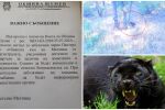 Леопардът се завърна, забелязан е край шуменски жилищен квартал