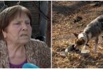 Евакуираното семейство от Козарево: С последни сили спасяват кучето Роки от пожара