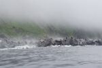 Моментът на труса край Камчатка: Морски лъвове се „евакуират“, като се гмуркат в морето (ВИДЕО)