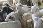 Засилени проверки в Пловдивско, за да се спре разпространението на шарка при овцете