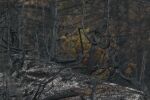 „Пожарът по-важен ли ти е от работата“: Бил ли е уволнен доброволец, участвал в гасенето на пожарите в Пирин?