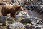 Мече се изкъпа в басейна на комплекс до Сопот (ВИДЕО)