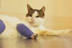 Извършиха уникална операция на блъсната от кола котка