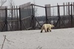 Изгладняла полярна мечка бе забелязана в руски град (ВИДЕО)