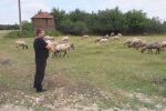 Той е пастир – на хора и животни: Среща с духовник, който се грижи за паството и за стадото