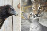 Софийският зоопарк ще отглежда Евроазиатски рис и Брадат лешояд за връщане в дивата природа