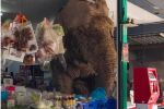 Слон влезе в супермаркет (ВИДЕО)